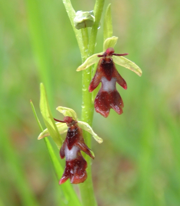 Ophrys insectifera